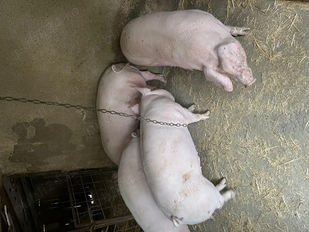 Porci de vânzare !
