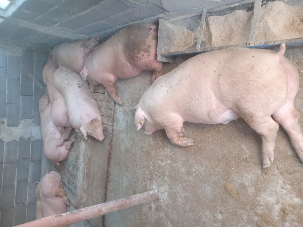 Vând porci de carne 120...150kg Vând porci de carne 120...150kg