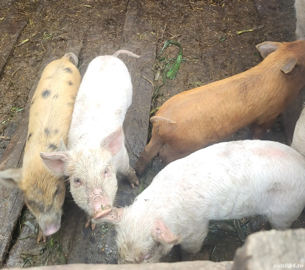  vand porci 2 luni.