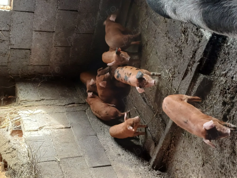 Vând purcei 10bucati  