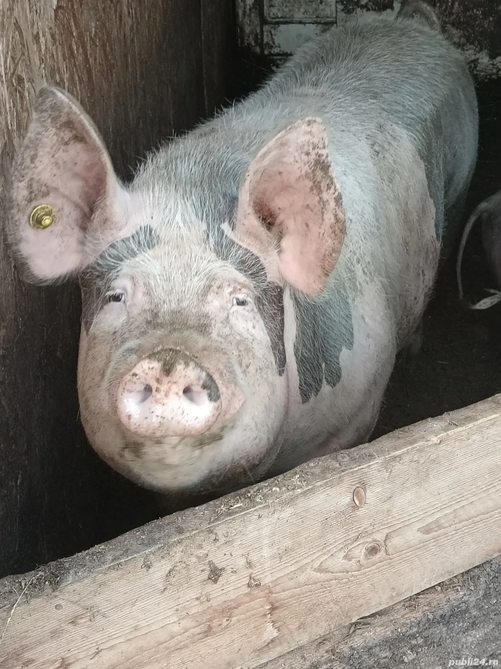 De vânzare  De vânzare