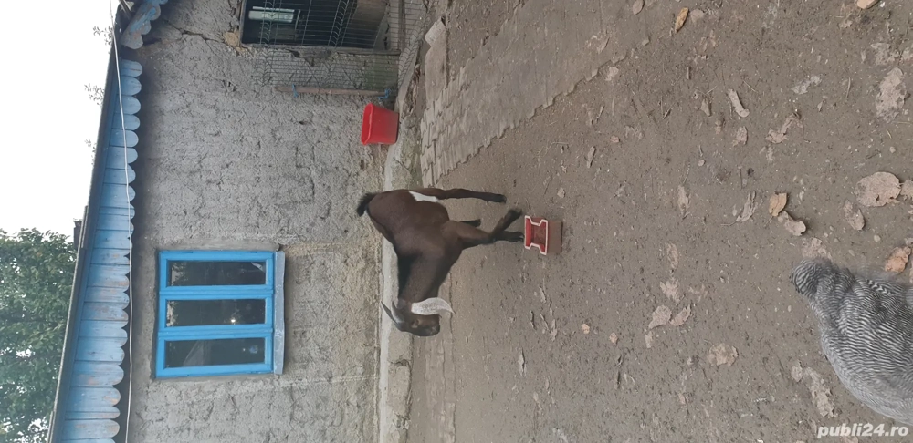 Vand Capra si Tap Anglo-Nubian