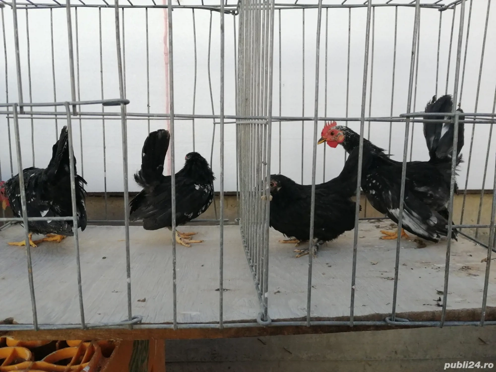 Chabo tineret Chabo tineret