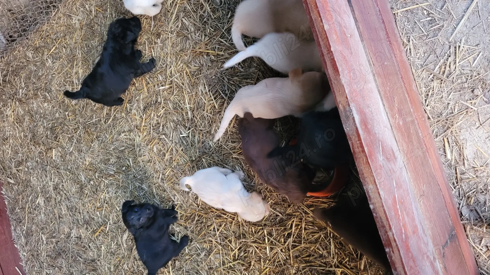 Pui de labrador  Pui de labrador