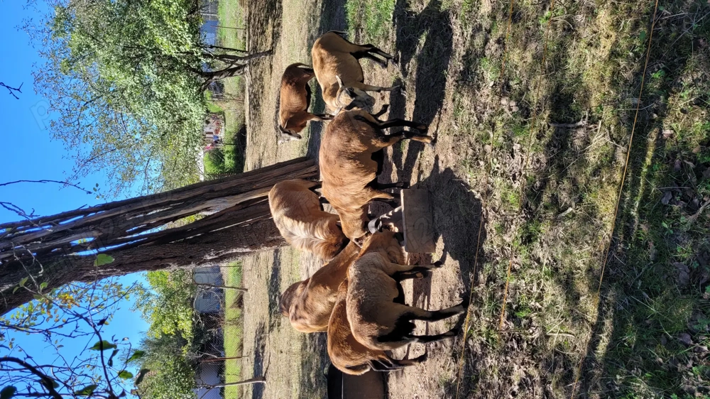 Oi de camerun gestante Oi de camerun gestante