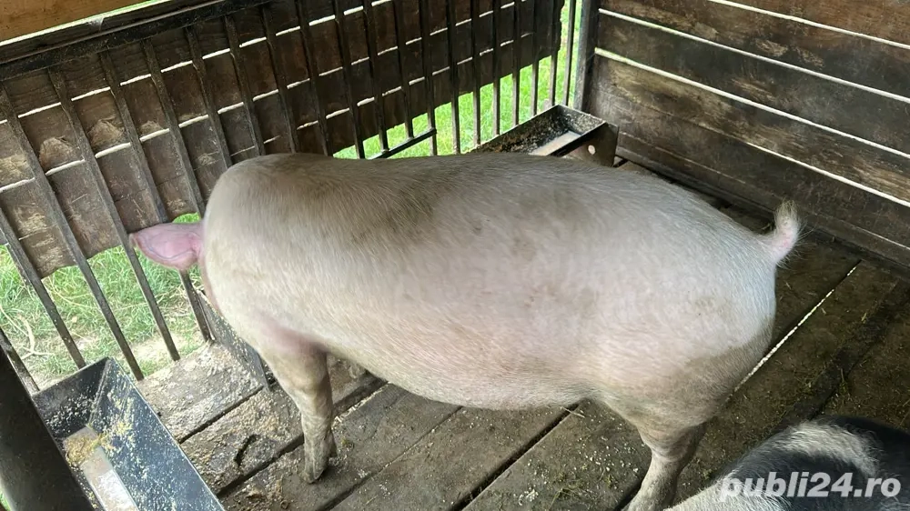 Porc pentru sacrificare, rasă PIC,   Adamus