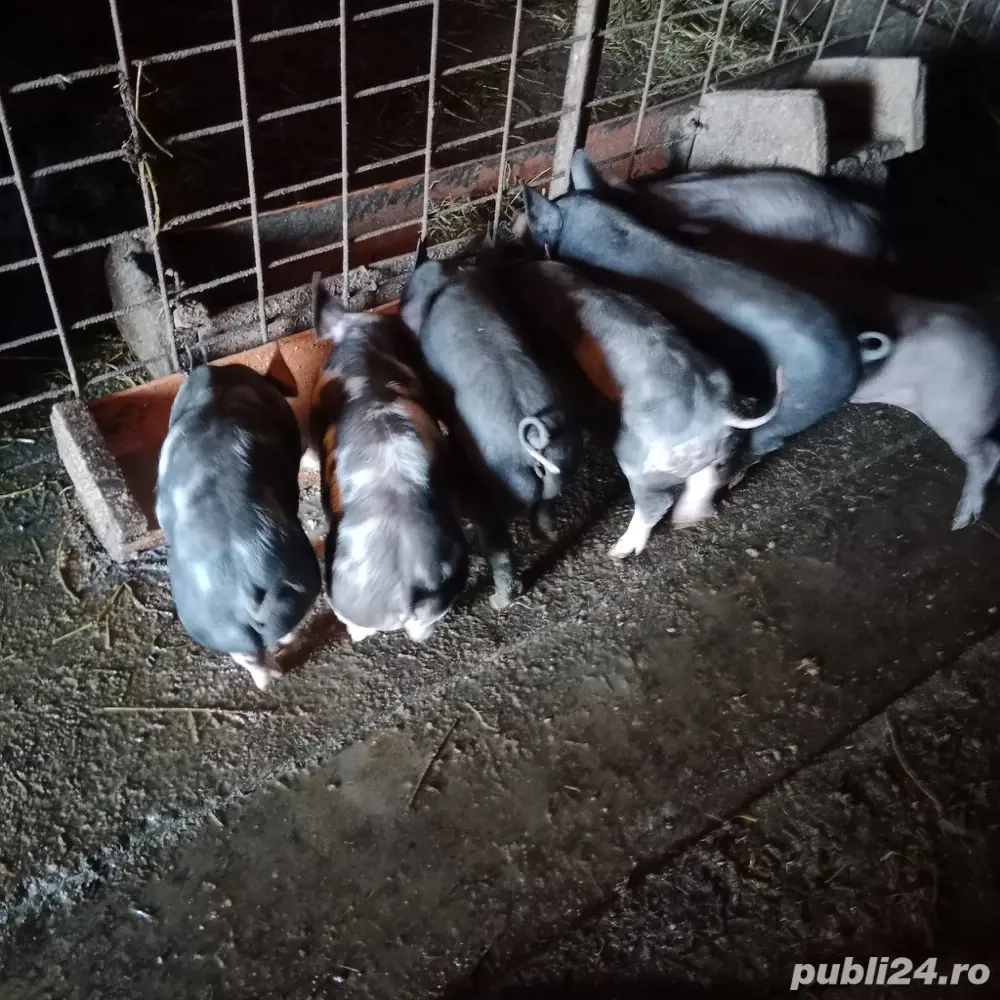 Purcei de vanzare  Purcei de vanzare