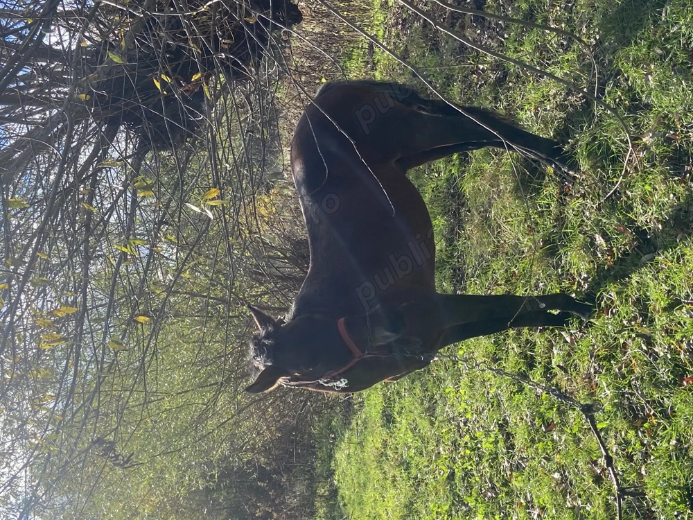 Cal de vânzare Cal de vânzare