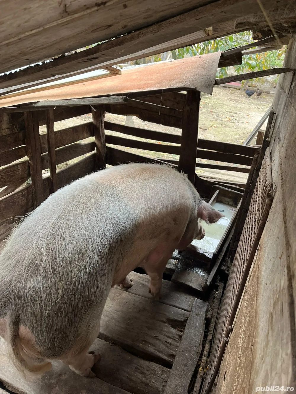 Scroafa de vânzare  Scroafa de vânzare