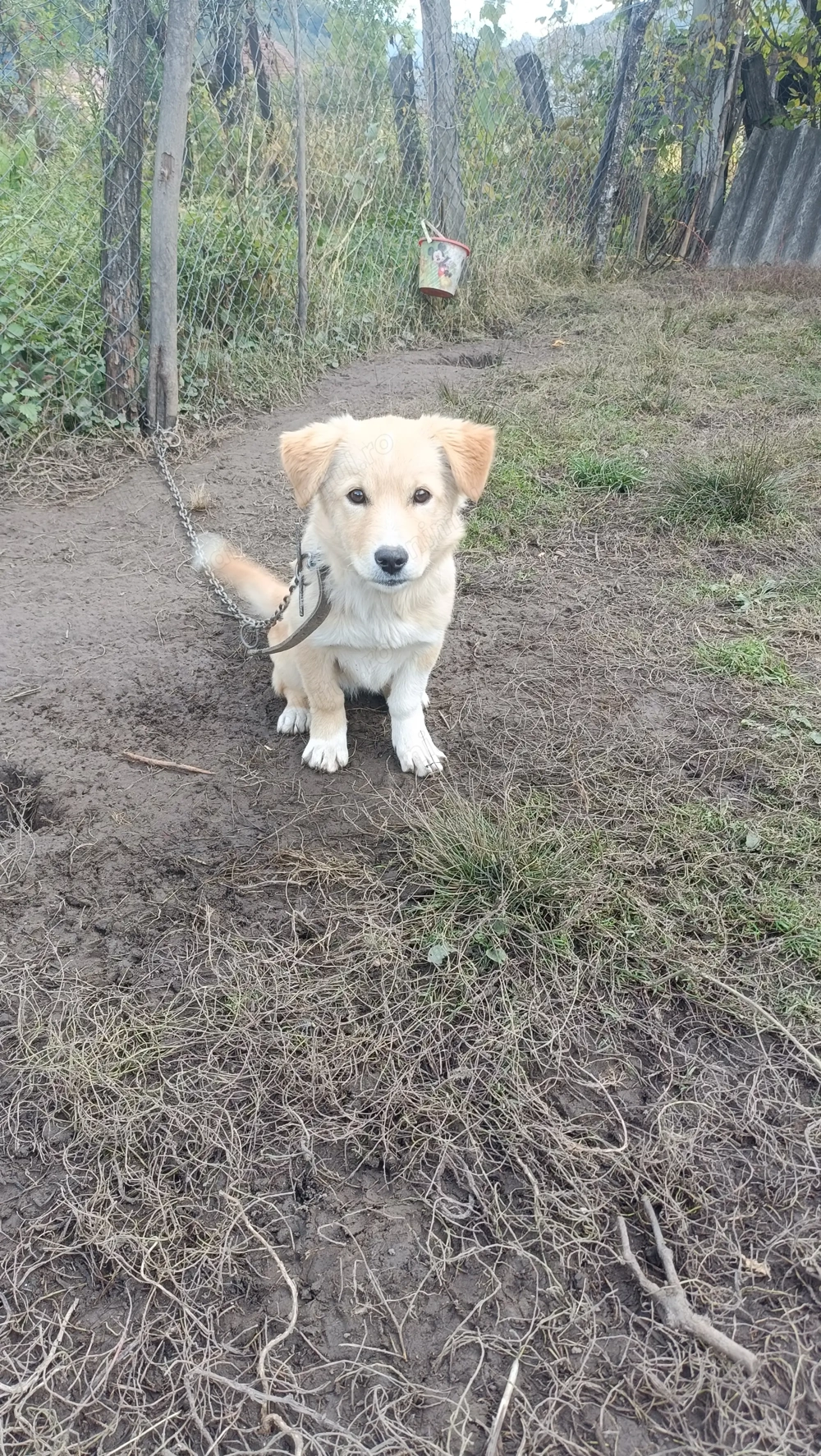 Cățelușă talie mică foarte activă și jucăușă  Cățelușă talie mică foarte activă și jucăușă