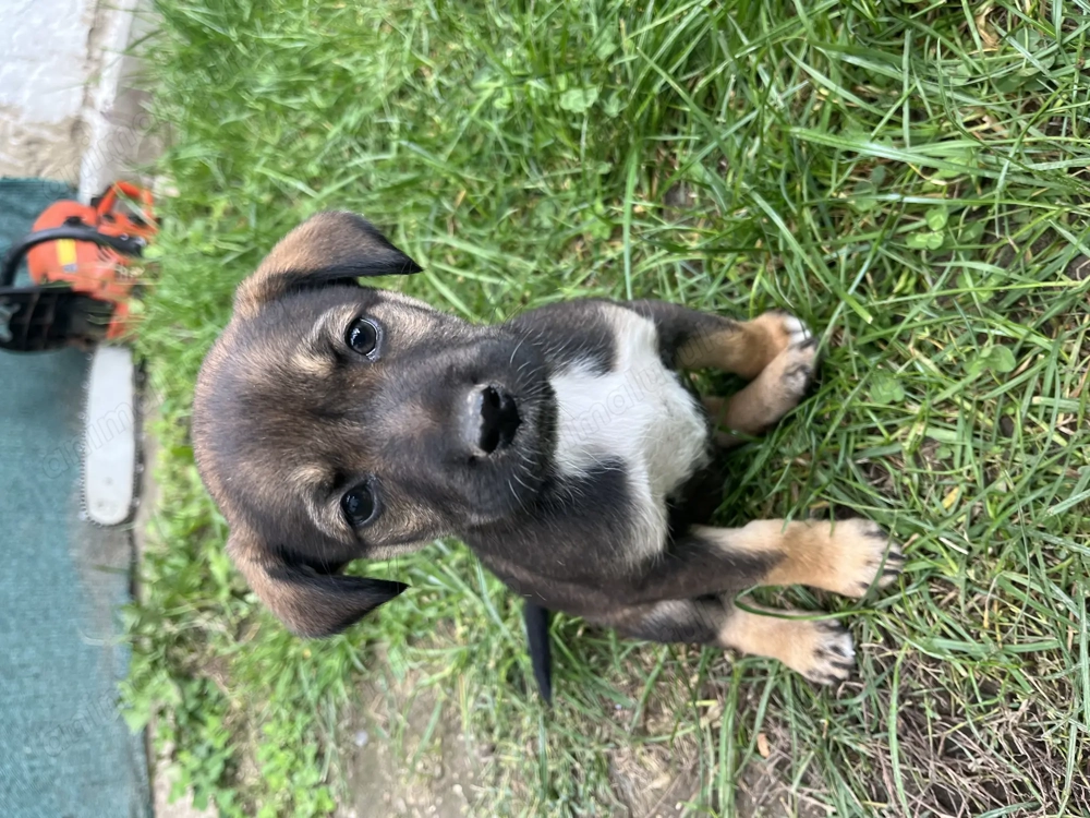 Donez 3 cățelușe și un catel