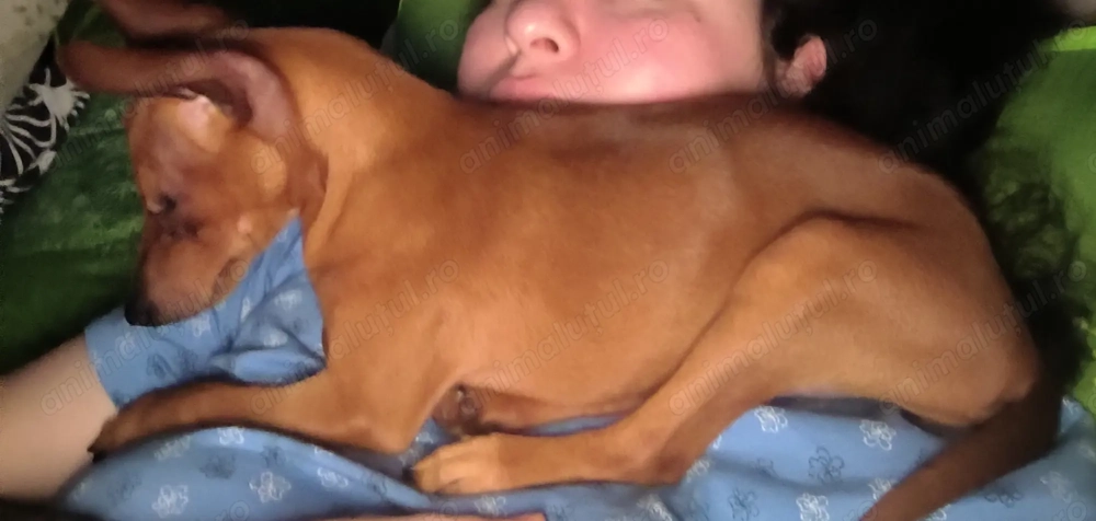 Bella pinscher pitic de vânzare 