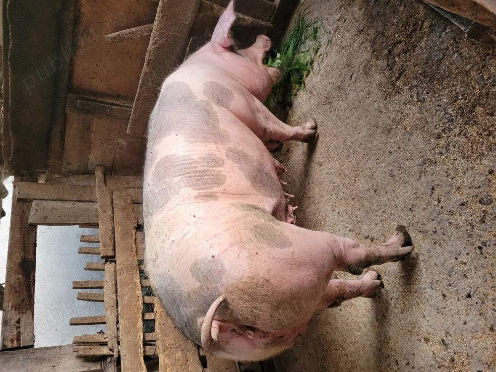 Pietrean belgian rasă pură!