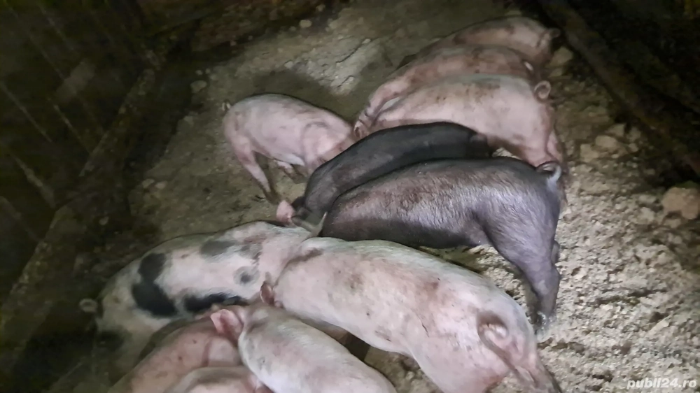 purcei 6 săptămâni 