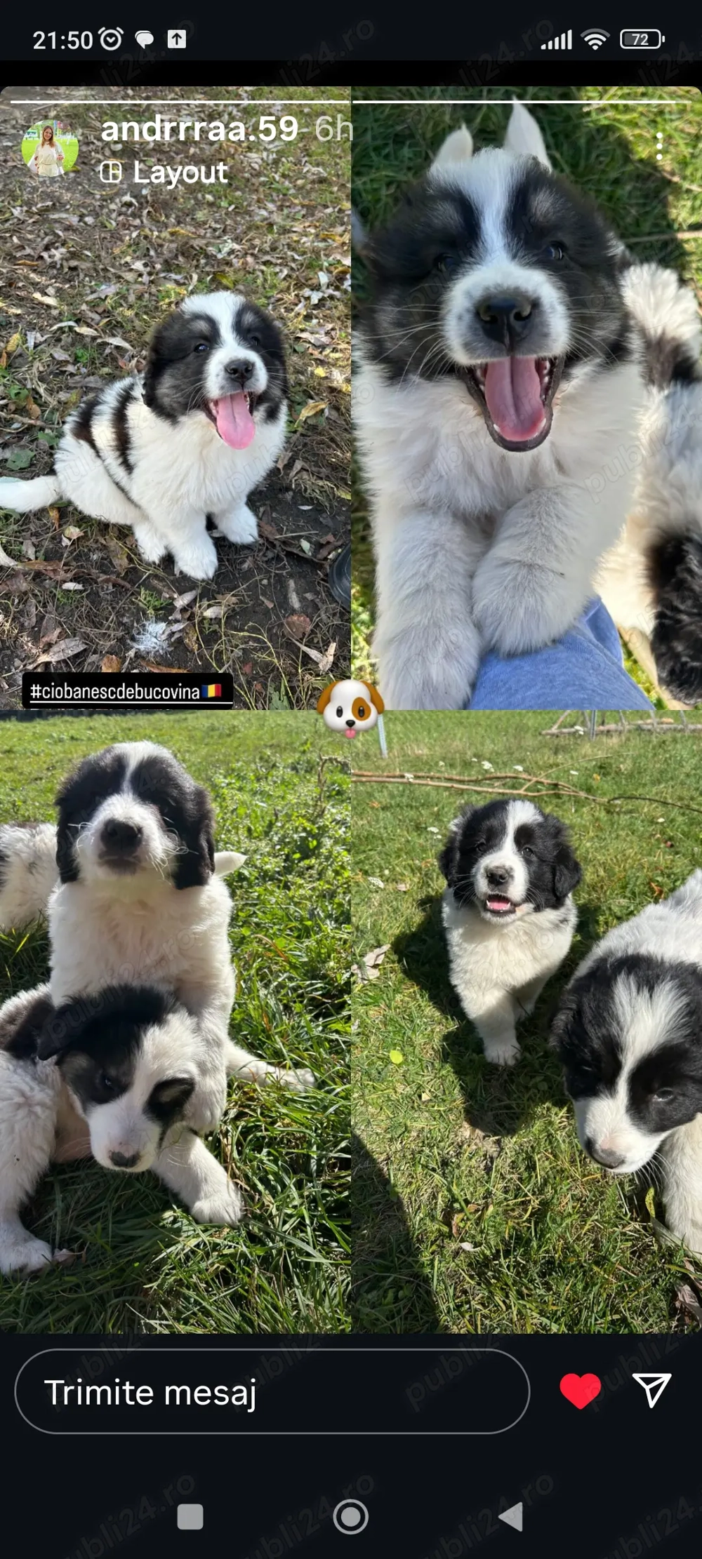 Ciobanesc de Bucovina simpatici pentru iubitorii. Ciobanesc de Bucovina simpatici pentru iubitorii.