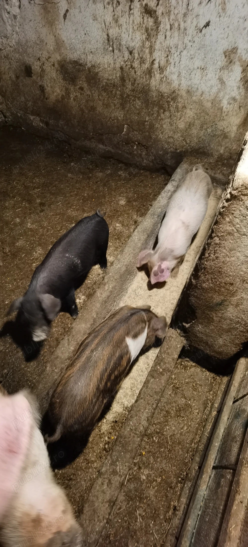 Purcei asigur transport  Purcei asigur transport