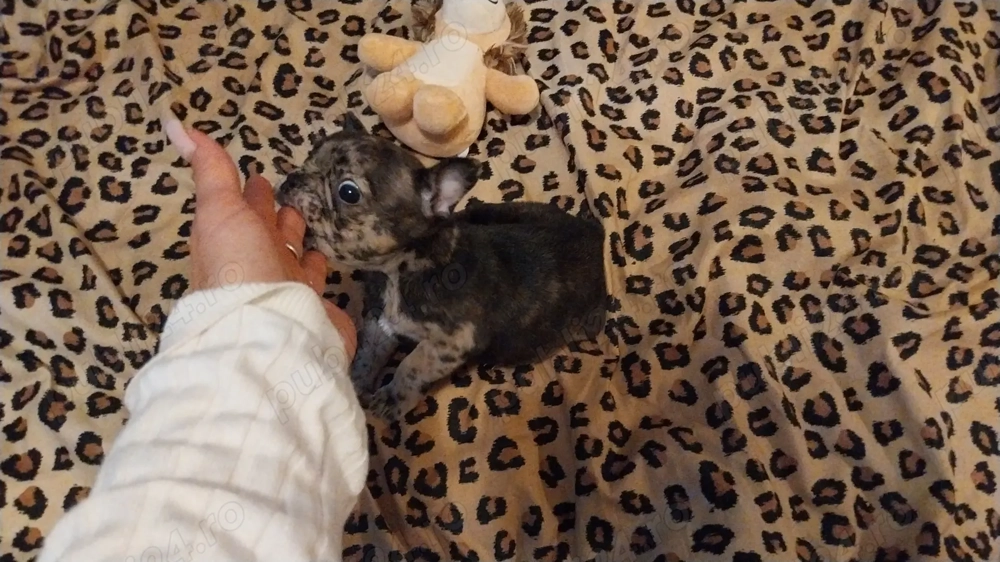 Bulldog francez merle F Bulldog francez merle F