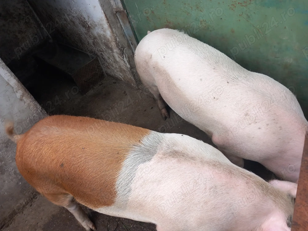 Porci de vinzare 