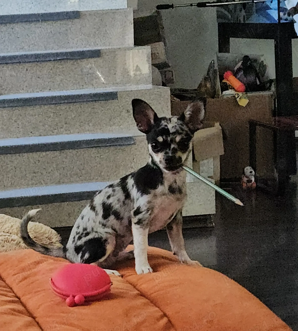 Chihuahua caută partenera Chihuahua caută partenera