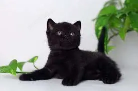 british shorthair negru asigur transport