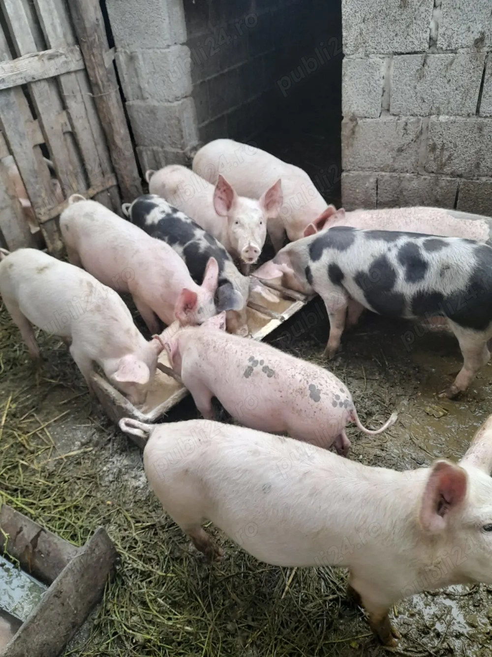 Vand șoldani de 4 luni Vand șoldani de 4 luni