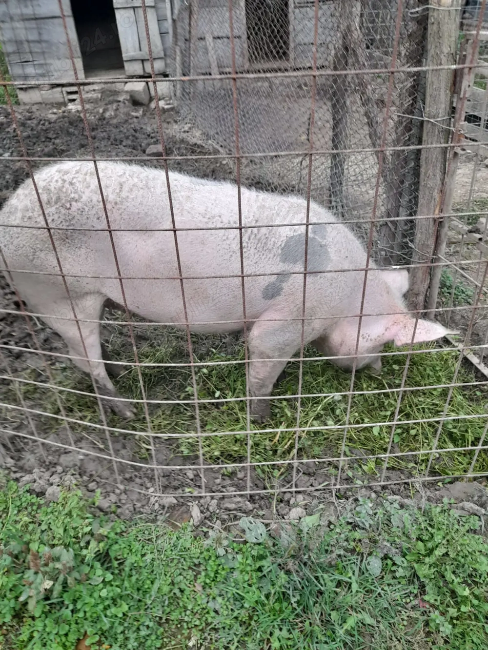 Vand porici de carne  Vand porici de carne