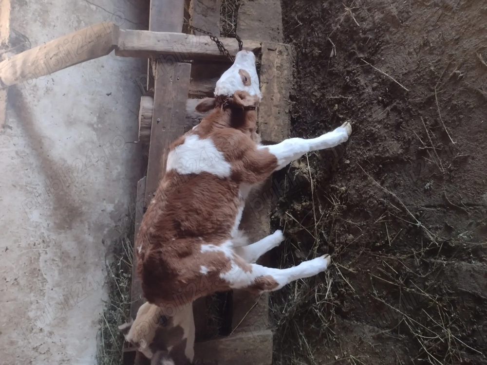 Vând doi tăurași baltați