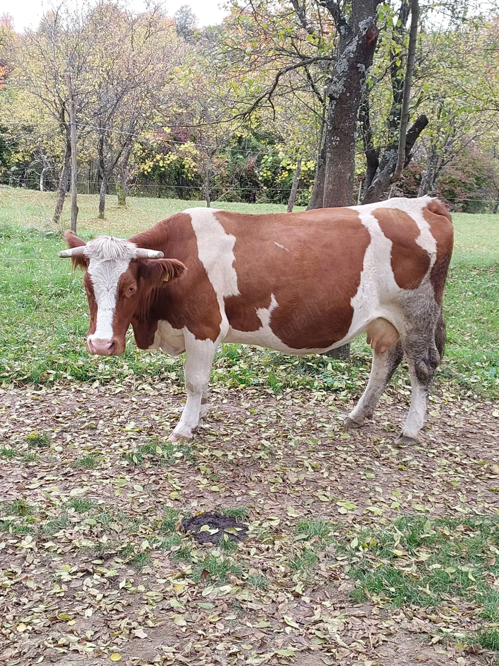 Bălţată românească 7 ani