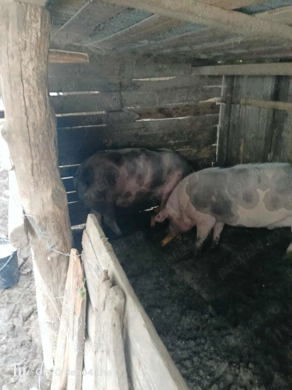 Porci rasa Pietran Porci rasa Pietran