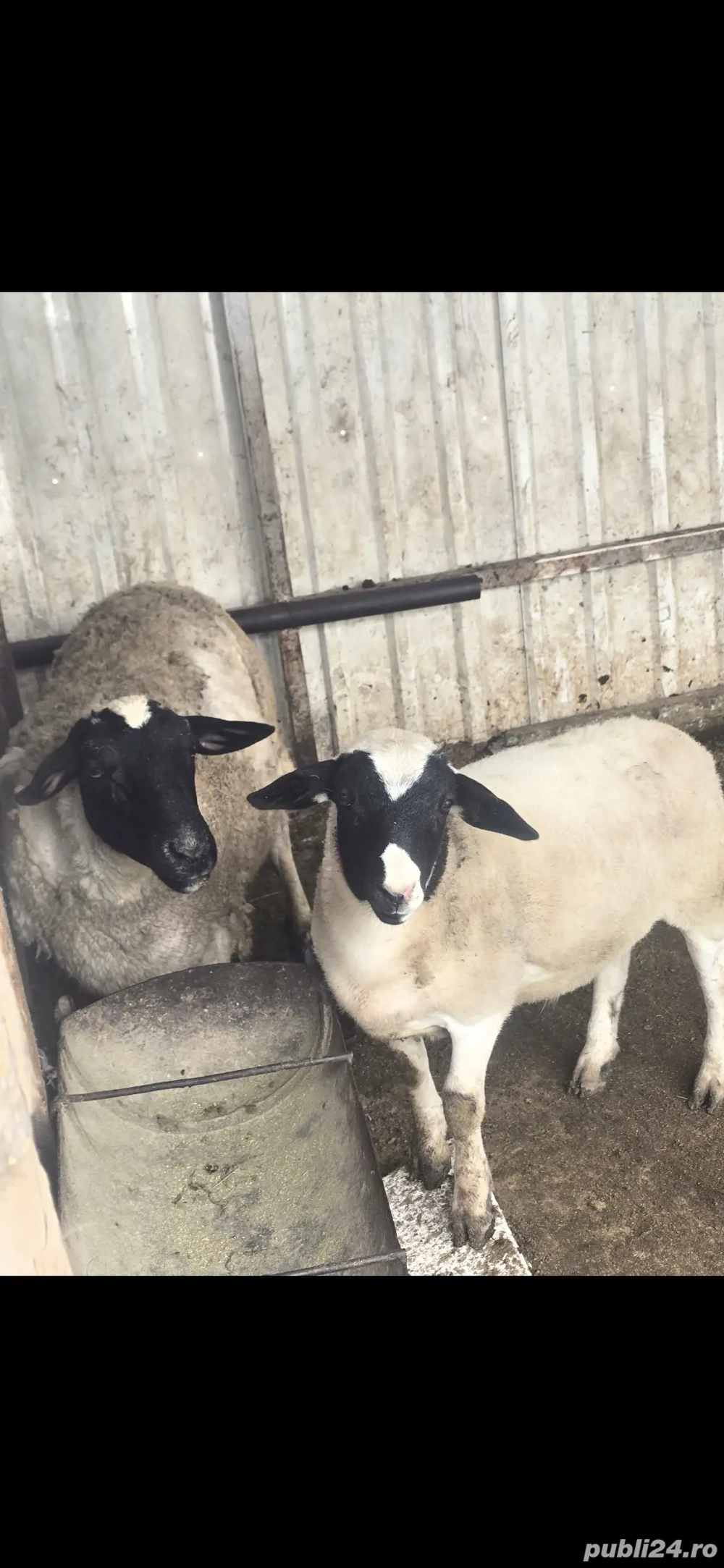 vand 4 oi carabas si una dorper cu miel berbecut in varsta de 2 luni junate  vand 4 oi carabas si una dorper cu miel berbecut in varsta de 2 luni junate