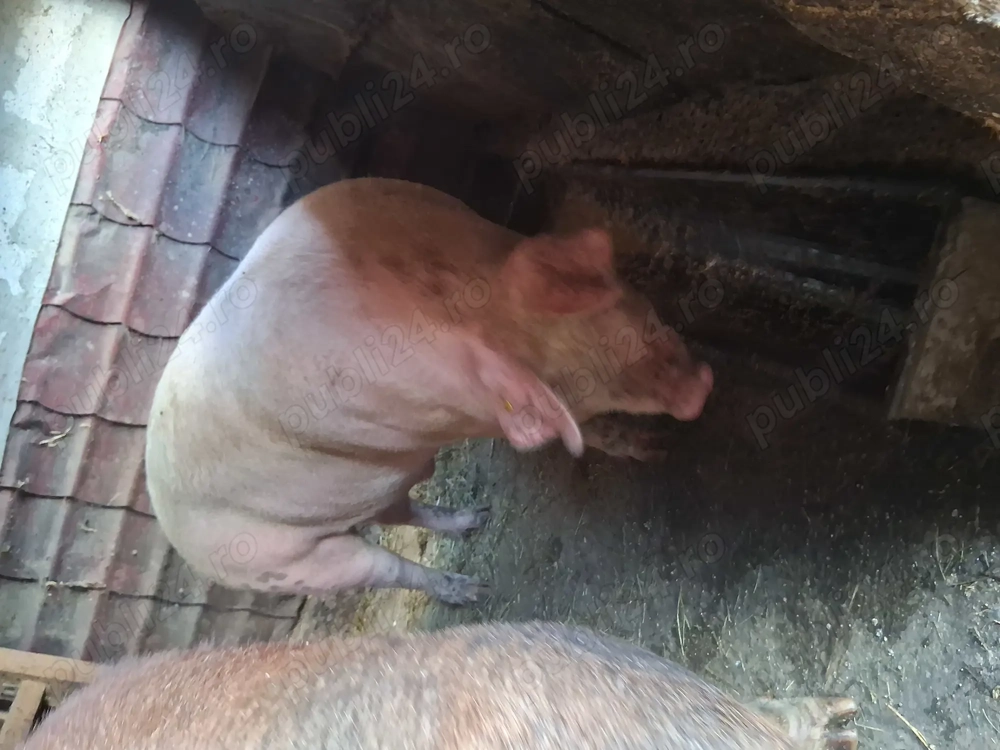 Vând porci detalii la telefon Vând porci detalii la telefon