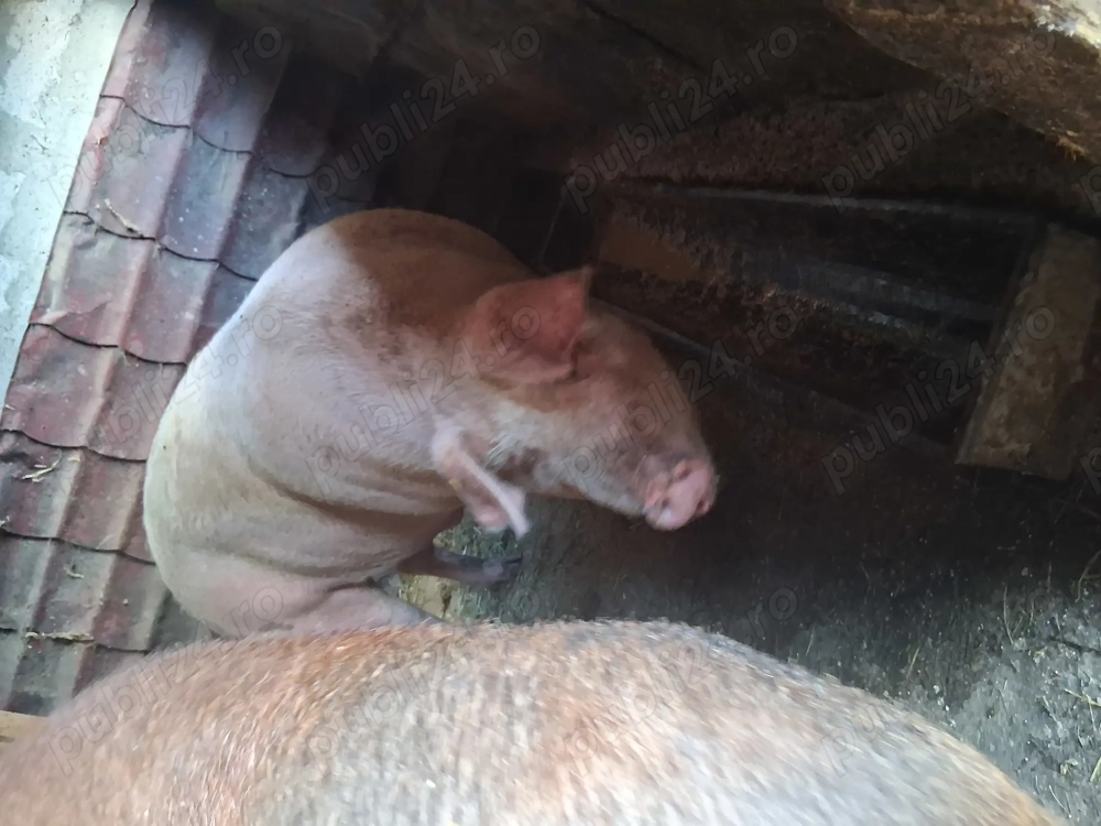 Vând porci Marele Alb 