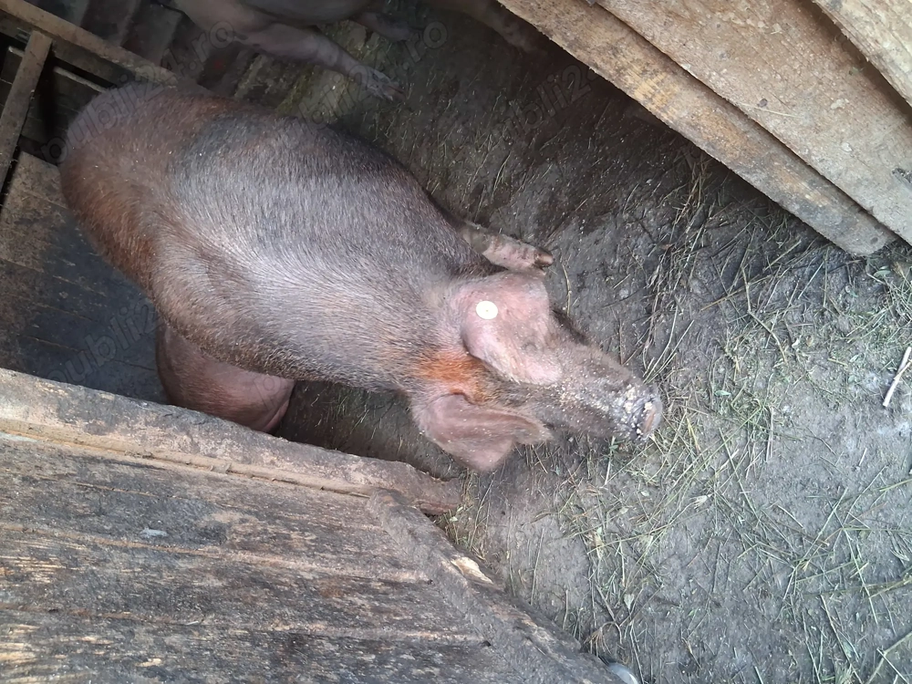 Vand porci de tăiat