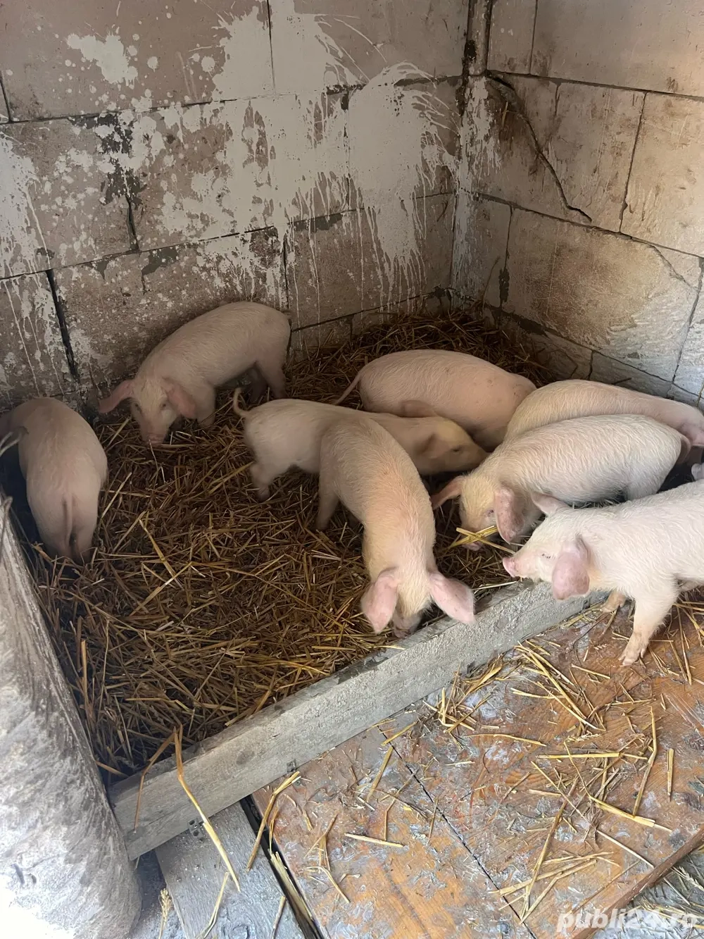 Purcei 2 luni Purcei 2 luni