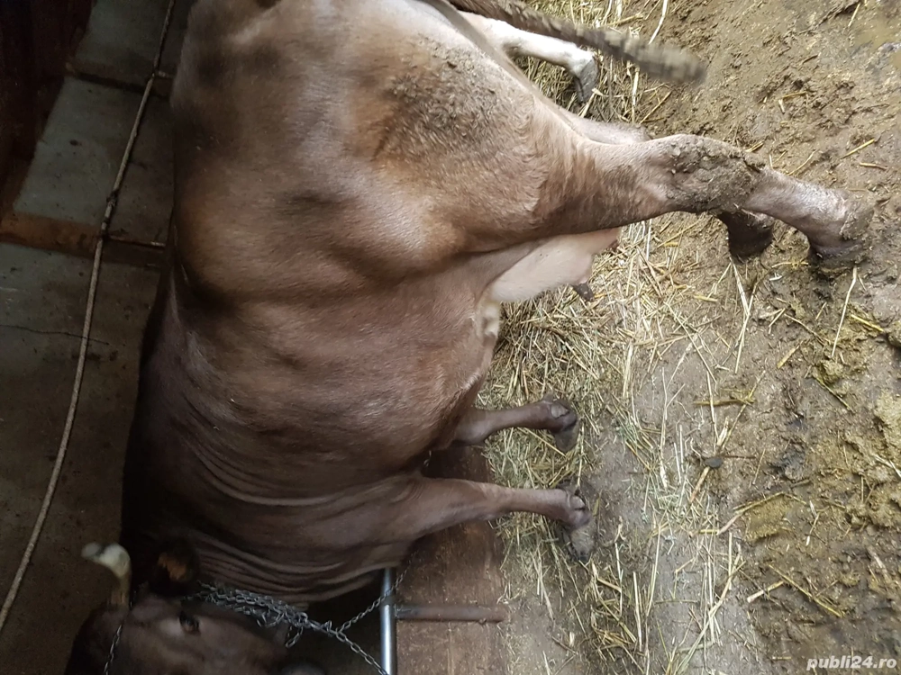 vand vaca gestanta vand vaca gestanta