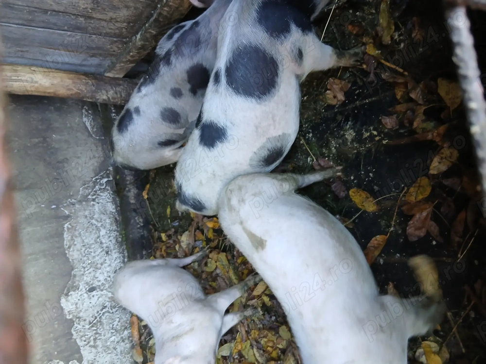 Vînd porci rasă pietrean Vînd porci rasă pietrean