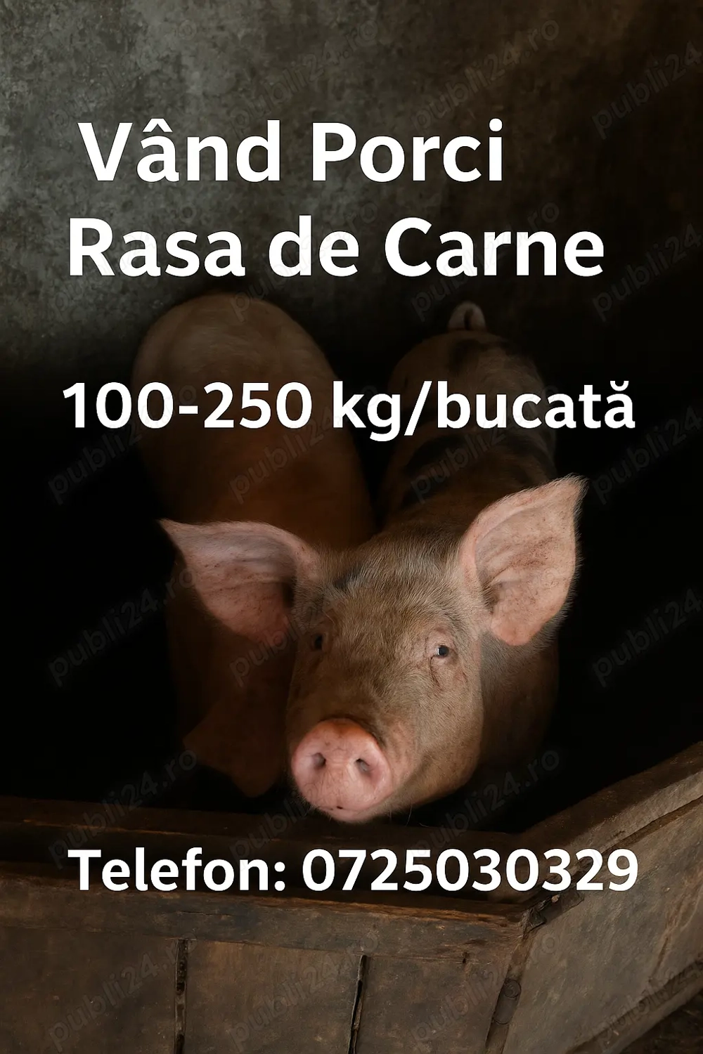 vand porci 100-250 kg