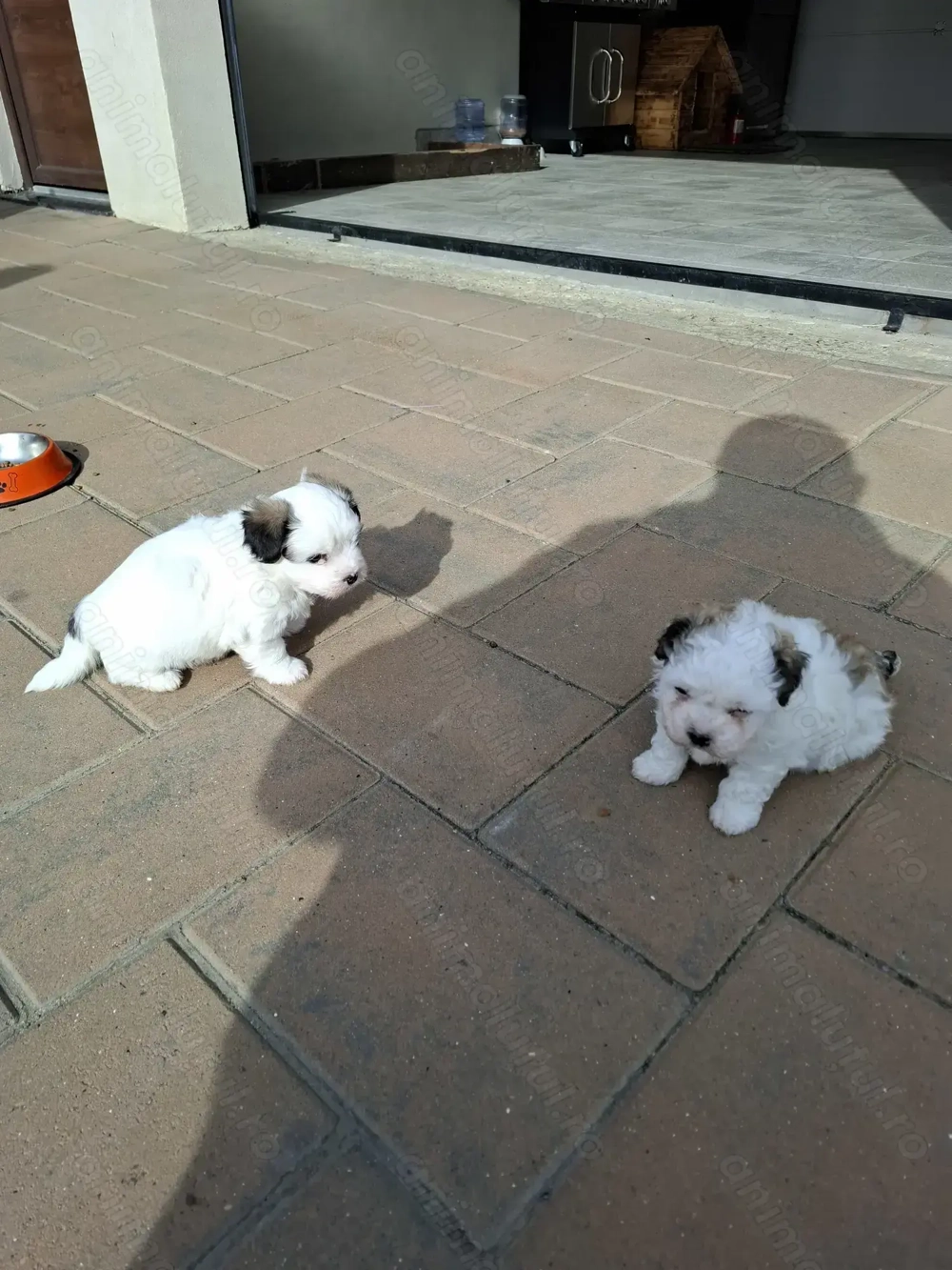 Donez gratuit bichon havanez femele, cu carnet de sănătate in Suceava, tel  