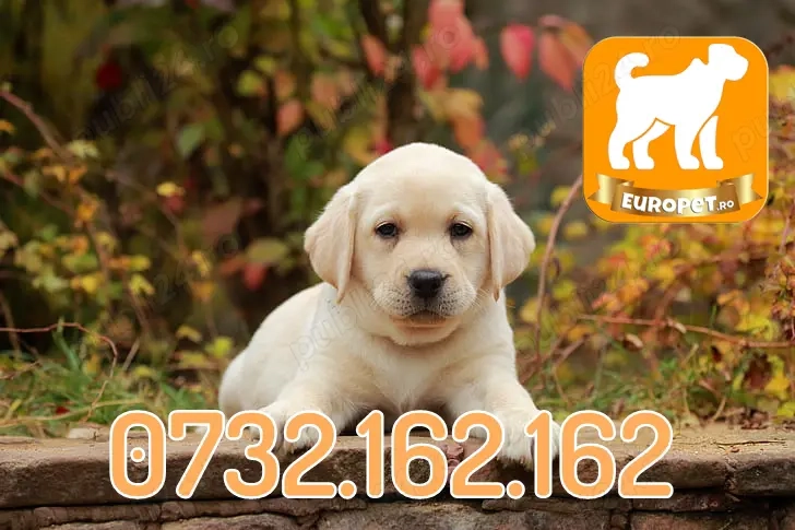 Labrador Retriever de vanzare- Firma autorizata-Factura-Carnet-Microcip-Garantie-Livrare la Brasov
