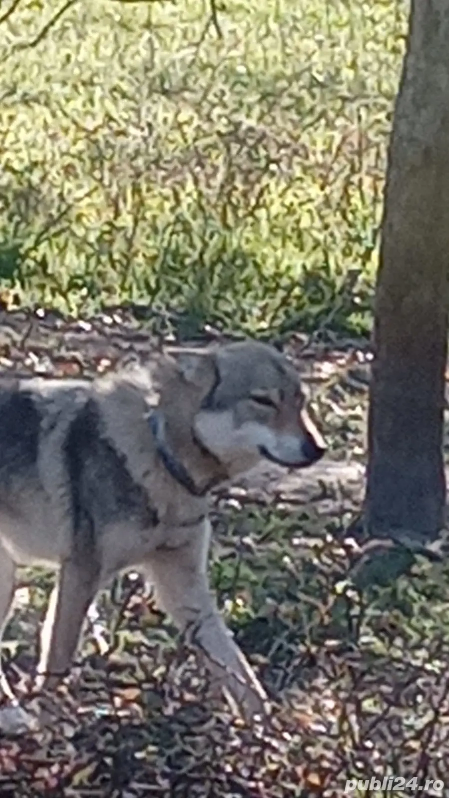 Lup cehoslovac Lup cehoslovac