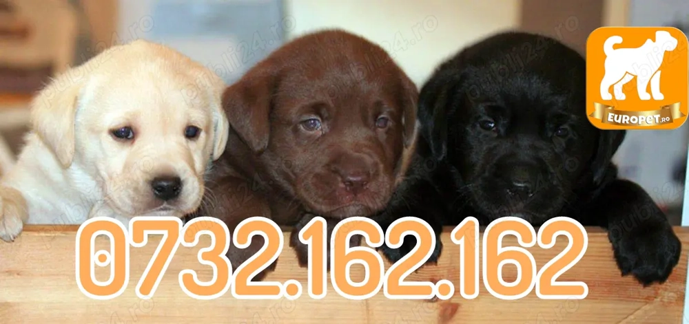 Labrador de Vanzare prin Firma Autorizata- Factura-Garantie-Carnet-Microcip-Transport la Timisoara