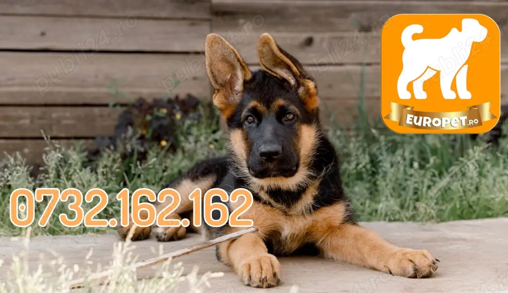 Ciobanesc German rasa pura- Firma autorizata-Garantie-Carnet-Microcip-Factura-Transport la Bucuresti