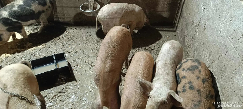 vand porci vand porci