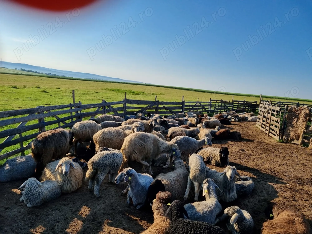 Oi , berbeci si carlani Oi , berbeci si carlani