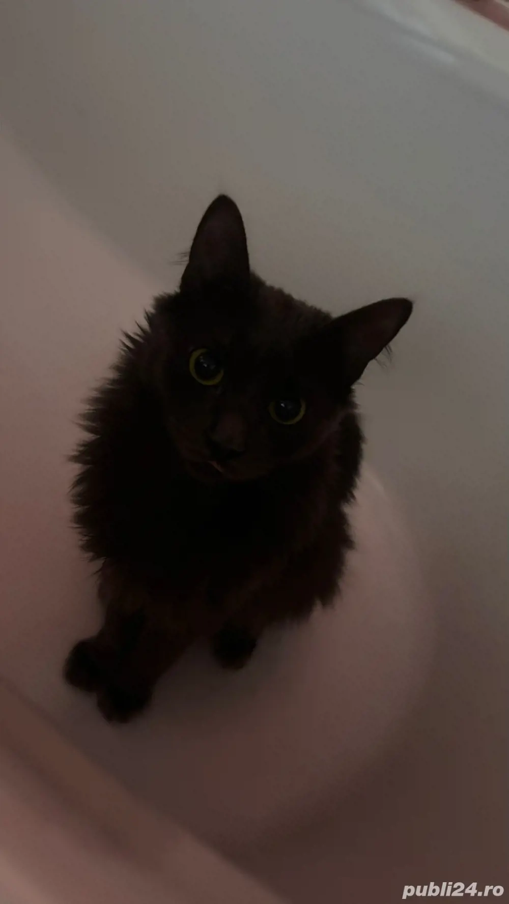    Pisică Nebelung de 2 ani   mascul, castrat, educat și jucăuș   