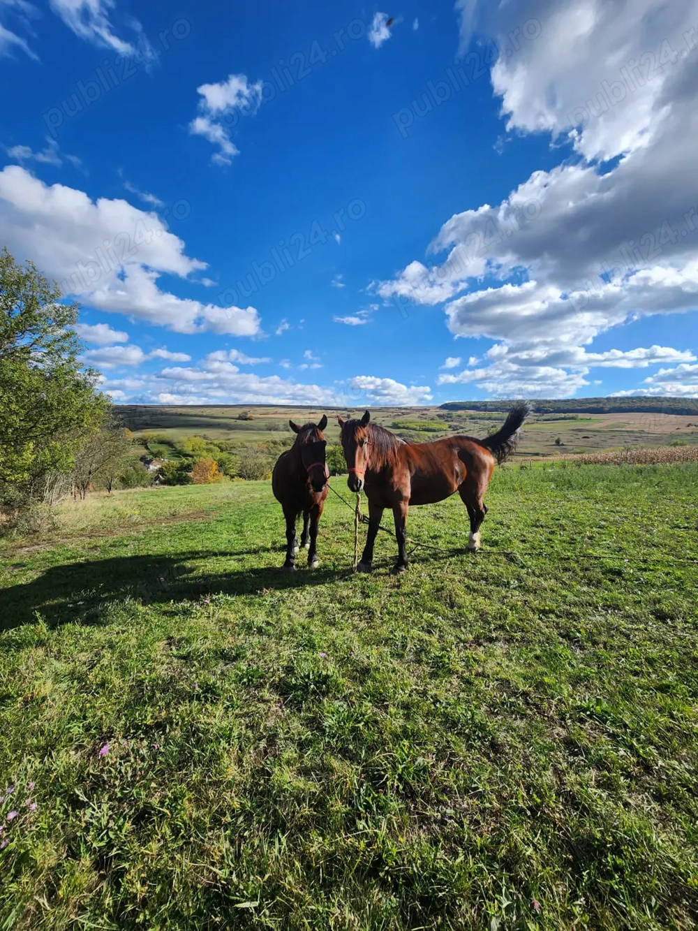 Cai puternici de muncă