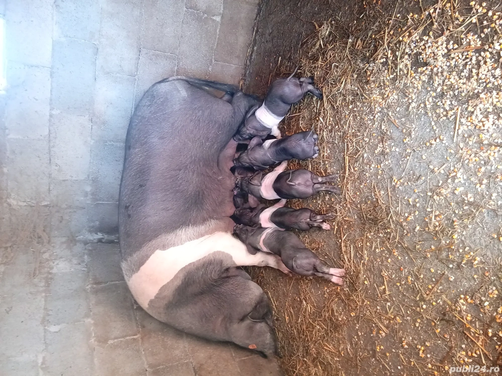 Vând 3 scroafe cu purcei una are 11 buc ,una 8 ,una 7 