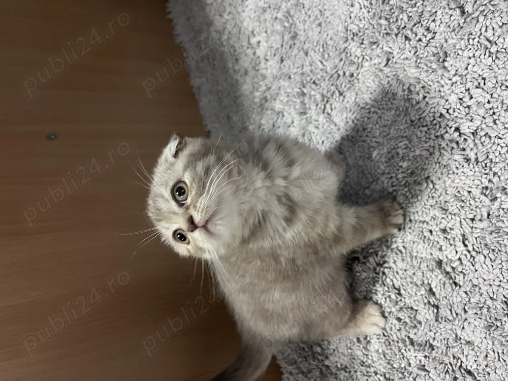 Pui pisică Scottish Fold