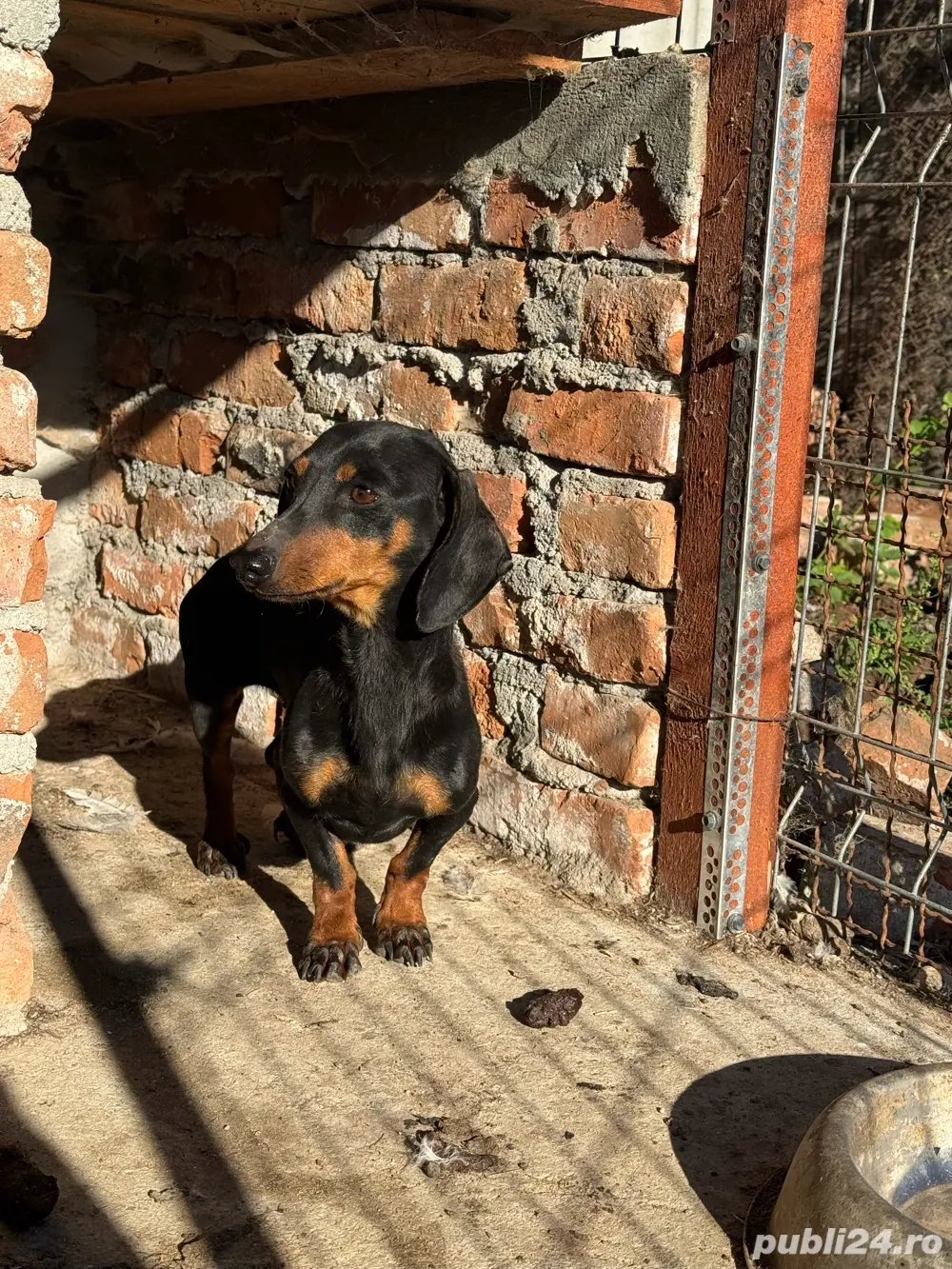 femelă teckel pitic femelă teckel pitic