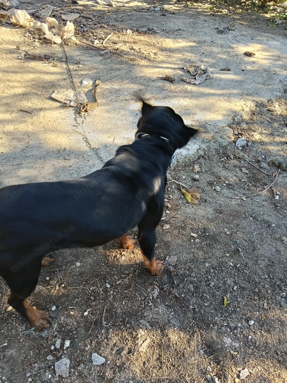 Donez Rotwailer de 1An